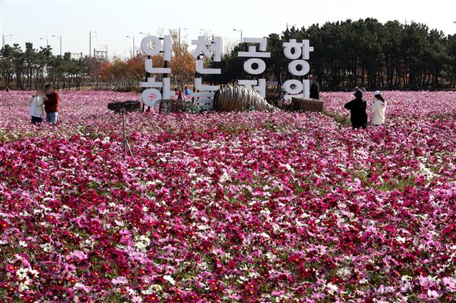 ‘인천공항 하늘정원에 코스모스가 만개했어요’