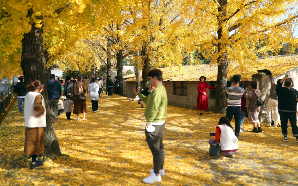 만추인 지난 31일 경남 거창군 의동마을 은행나무길이 관광객으로 북적거리고 있다. 이곳은 최근 인스타그램 등 소셜네트워크서비스를 통해 ‘가을 촬영 명소’로 알려지며 인기를 끌고 있다. 2020.11.1  연합뉴스