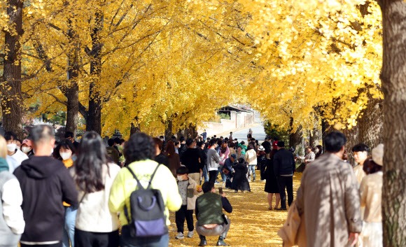 만추인 지난 31일 경남 거창군 의동마을 은행나무길이 관광객으로 북적거리고 있다. 이곳은 최근 인스타그램 등 소셜네트워크서비스를 통해 ‘가을 촬영 명소’로 알려지며 인기를 끌고 있다. 2020.11.1  연합뉴스
