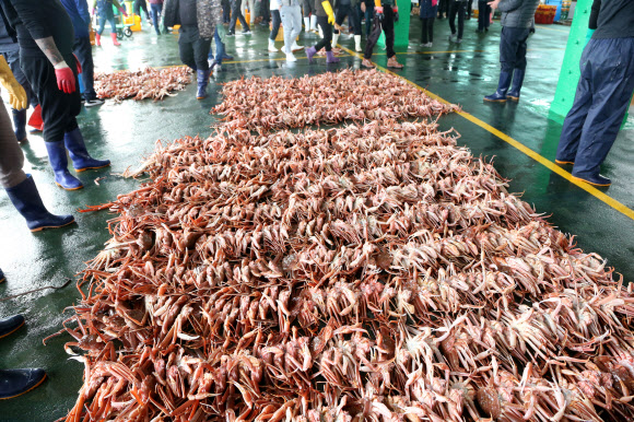 2일 오전 경북 포항시 남구 구룡포읍 구룡포수협 위판장에서 대게가 새 주인을 기다리고 있다. 이 대게는 10월 31일까지인 대게 금어기가 끝난 이후 처음으로 잡혀 위판장에 나왔다. 2020.11.2  연합뉴스