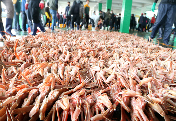 2일 오전 경북 포항시 남구 구룡포읍 구룡포수협 위판장에서 대게가 새 주인을 기다리고 있다. 이 대게는 10월 31일까지인 대게 금어기가 끝난 이후 처음으로 잡혀 위판장에 나왔다. 2020.11.2  연합뉴스