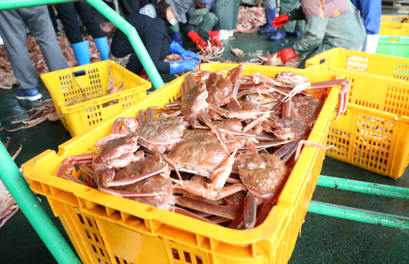 2일 오전 경북 포항시 남구 구룡포읍 구룡포수협 위판장에서 대게잡이 어선 관계자가 2020년 11월 첫 대게 거래를 앞두고 대게를 분류하고 있다. 2020.11.2  연합뉴스