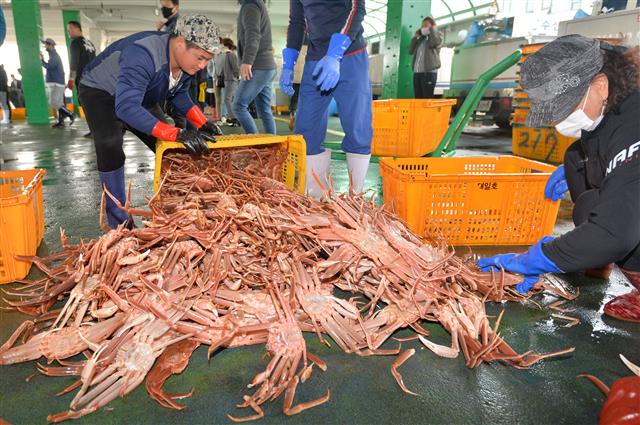 2일 오전 경북 포항시 남구 구룡포 항에서 어민들이 올해 첫 대게 경매를 앞두고 대게를 정리하고 있다. 이날 대게의 왕이라 불리는 박달대게 1마리는 6만원 선에 거래됐다. 2020.11.2 뉴스1