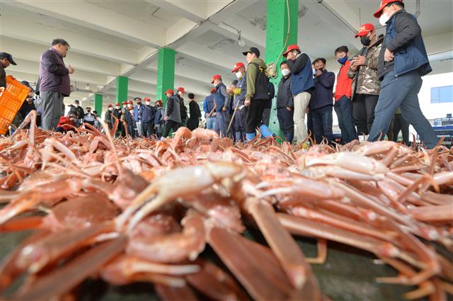 2일 오전 경북 포항시 남구 구룡포 항에서 올해 첫 대게 경매가 시작되고 있다. 이날 대게의 왕이라 불리는 박달대게 1마리는 6만원 선에 위판됐다. 2020.11.2 뉴스1