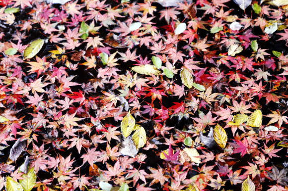 2일 오후 전남 장성군 내장산 국립공원 백양사 일대에서 단풍이 지고 있다. 백양사의 단풍은 어린아이의 손처럼 작고 예뻐 ‘애기 단풍’이라고 불린다. 2020.11.2  연합뉴스