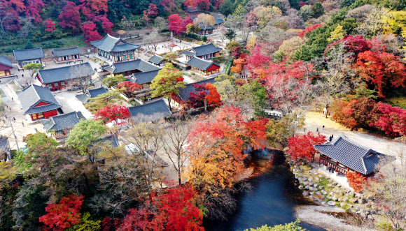 2일 오후 전남 장성군 내장산 국립공원 백양사 일대에 단풍이 물들고 있다. 백양사의 단풍은 어린아이의 손처럼 작고 예뻐 ‘애기 단풍’이라고 불린다. 2020.11.2  연합뉴스