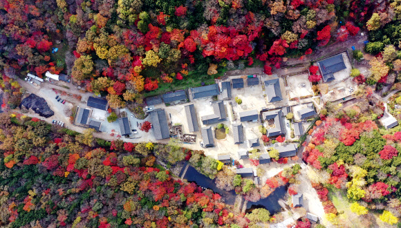 2일 오후 전남 장성군 내장산 국립공원 백양사 일대에 단풍이 물들고 있다. 백양사의 단풍은 어린아이의 손처럼 작고 예뻐 ‘애기 단풍’이라고 불린다. 2020.11.2  연합뉴스