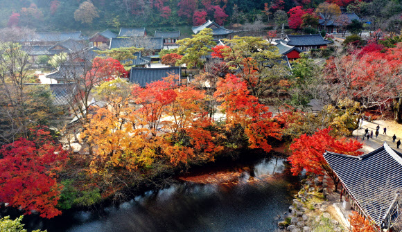 2일 오후 전남 장성군 내장산 국립공원 백양사 일대에 단풍이 물들고 있다. 백양사의 단풍은 어린아이의 손처럼 작고 예뻐 ‘애기 단풍’이라고 불린다. 2020.11.2  연합뉴스