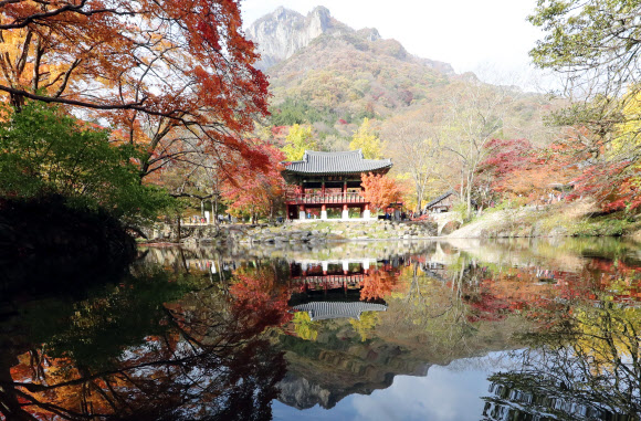 2일 오후 전남 장성군 내장산 국립공원 백양사 쌍계루 앞 물 위로 ‘애기(아기) 단풍’이 붉게 물든 풍광이 비치고 있다. 백양사의 단풍은 어린아이의 손처럼 작고 예뻐 ‘애기 단풍’이라고 불린다. 2020.11.2  연합뉴스