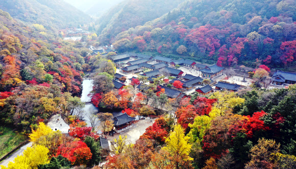 2일 오후 전남 장성군 내장산 국립공원 백양사 일대에 단풍이 물들고 있다. 백양사의 단풍은 어린아이의 손처럼 작고 예뻐 ‘애기 단풍’이라고 불린다. 2020.11.2  연합뉴스