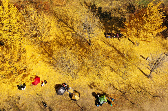 3일 경기도 여주시 강천섬을 찾은 시민들이 노랗게 물들어 떨어진 은행잎 위에서 늦가을 정취를 만끽하고 있다. 2020.11.3  연합뉴스