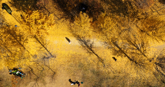 3일 경기도 여주시 강천섬을 찾은 시민들이 노랗게 물들어 떨어진 은행잎 위에서 늦가을 정취를 만끽하고 있다. 2020.11.3  연합뉴스