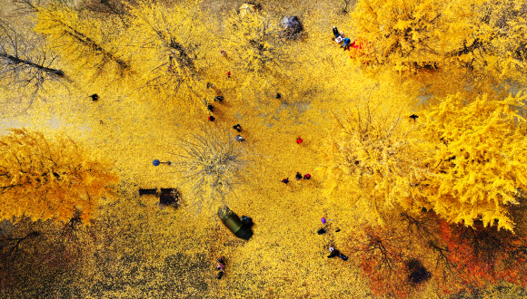 3일 경기도 여주시 강천섬을 찾은 시민들이 노랗게 물들어 떨어진 은행잎 위에서 늦가을 정취를 만끽하고 있다. 2020.11.3  연합뉴스