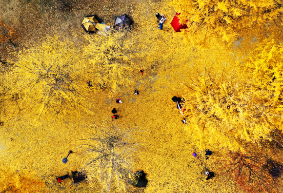3일 경기도 여주시 강천섬을 찾은 시민들이 노랗게 물들어 떨어진 은행잎 위에서 늦가을 정취를 만끽하고 있다. 2020.11.3  연합뉴스
