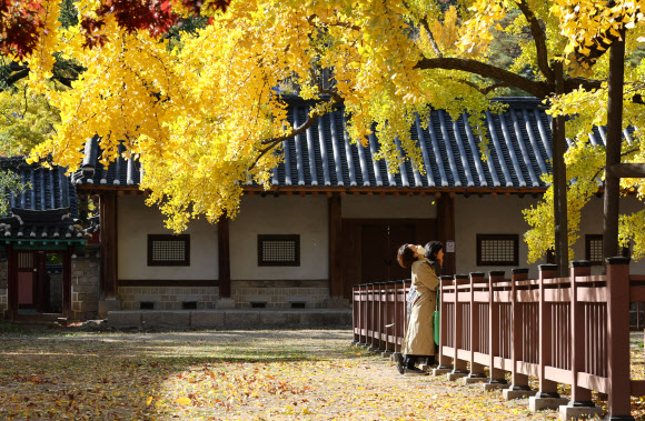 3일 시민들이 서울 종로구 성균관 명륜당 앞마당에서 가을을 만끽하고 있다. 2020.11.3  연합뉴스