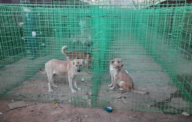 개농장서 구조된 뒤 임시시설에서 지내는 개들. 롯데목장 개살리기 시민모임 제공.