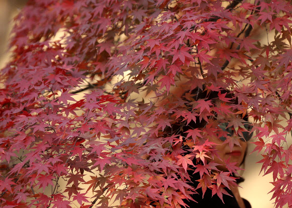 진한 가을빛으로 물든 산책로