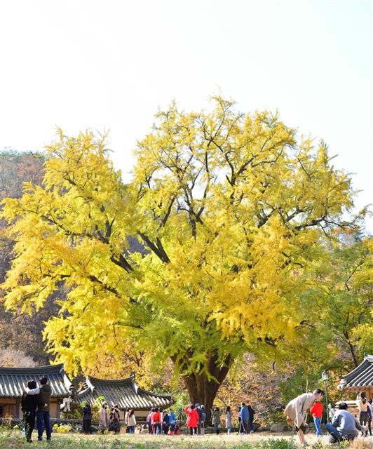 가을을 남기고 싶은 사람들