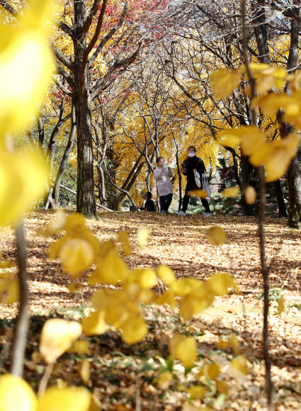 노란빛으로 물든 가을