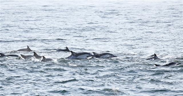 ‘참돌고래의 유영’
