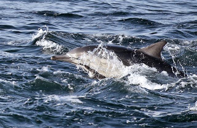 참돌고래 ‘앞으로 전진’