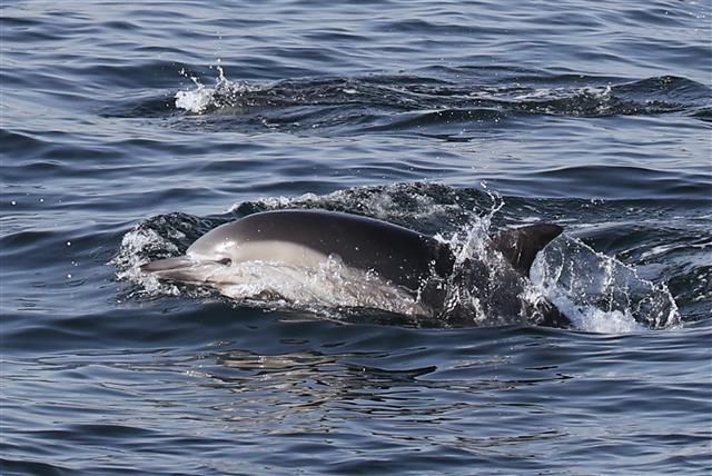 울산 앞바다에 모습 드러낸 ‘야생 참돌고래’