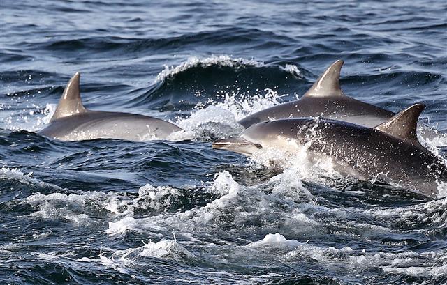 ‘울산 앞바다 유영하는 참돌고래’