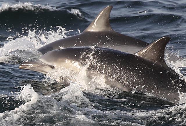 울산 앞바다서 유영하는 ‘참돌고래’