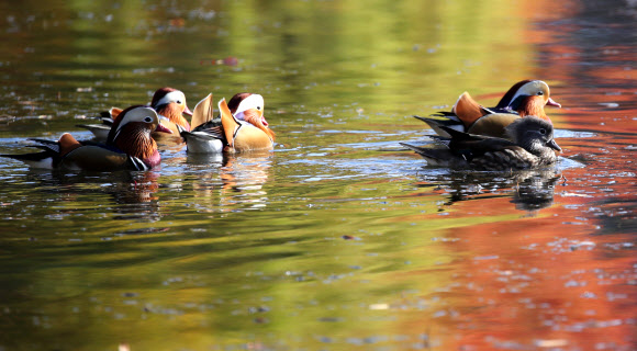 가을연못에서 유영하는 원앙