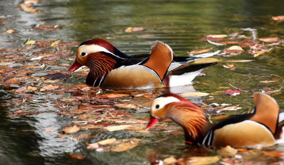 가을연못에서 노니는 원앙