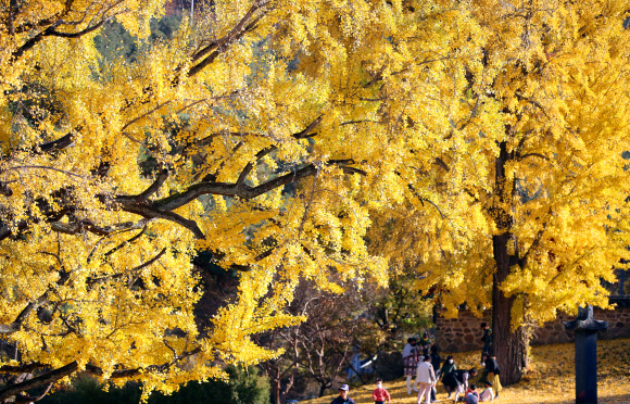 ‘가을 햇살 가득 머금은 날’