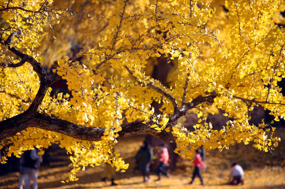 ‘가을 햇살 가득 머금은 날’