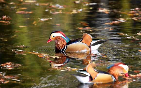 낙엽사이로 유영하는 원앙