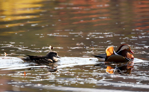 빛깔 이쁜 수컷 뒤쫓는 암컷 원앙