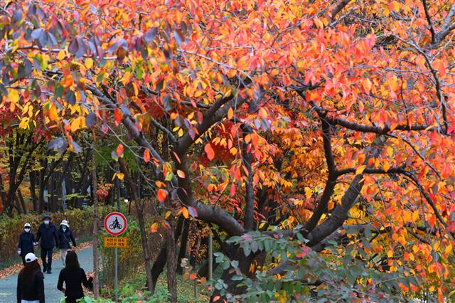 ‘늦가을 더욱 붉게 타오르는 단풍’