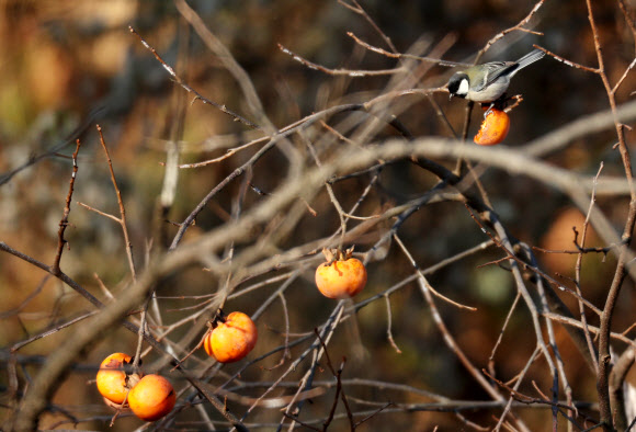 홍시가 제철이네
