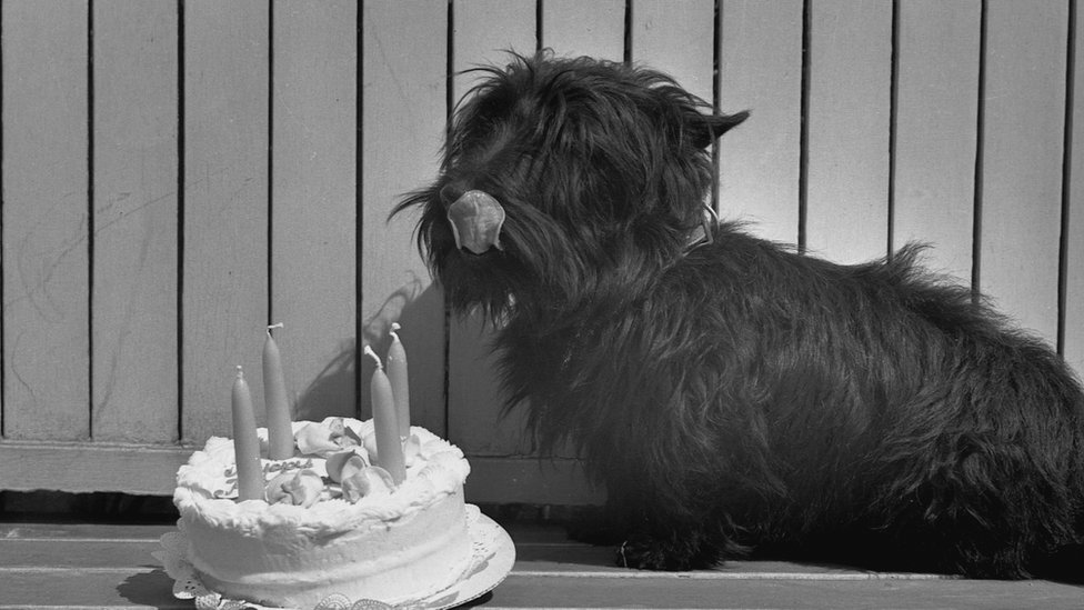 1944년 4월 7일 백악관에 사는 테리어 종 반려견 팔라가 네 번째 생일을 맞아 프랭클린 D 루즈벨트 전 대통령이 손수 만든 생일 케이크를 앞에 두고 입맛을 다시고 있다. AFP 자료사진