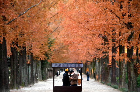 가을에 담양 메타세쿼이아길