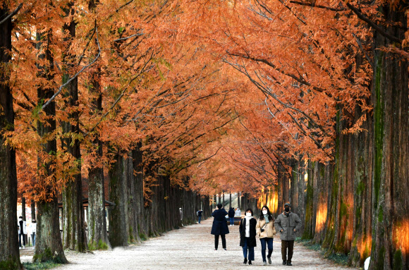 가을에 담양 메타세쿼이아길