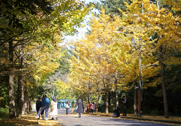 가을 은행나무 아래서