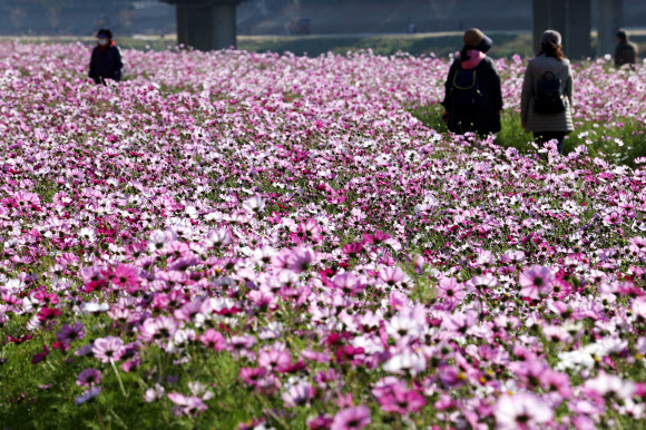 코스모스 만개한 가을