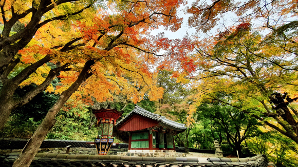 전북 고창 선운사 나한전을 여러 색으로 물들이고 있는 단풍나무들. 붉은빛과 노란빛, 연둣빛 등 다양한 색의 성찬이 펼쳐지고 있다.