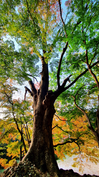 문수사 들머리의 거대한 단풍나무. 다섯 가지 빛깔의 이파리가 한 나무에 매달려 있다.