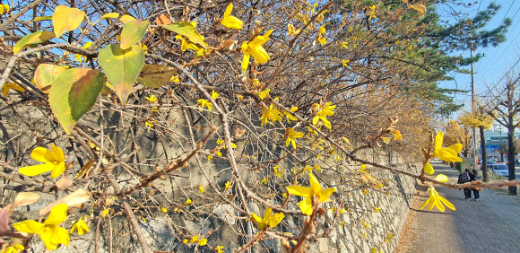 춘천에 개나리 만개