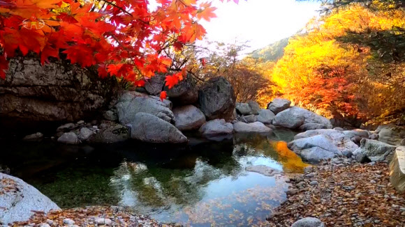 단풍으로 붉게 물든 북한 묘향산