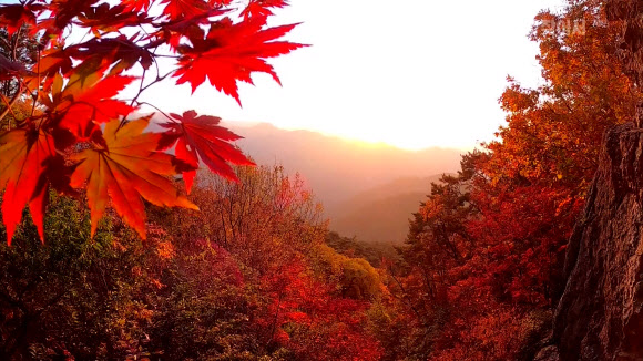 단풍으로 깊이 물드는 묘향산의 가을