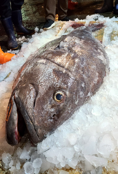 14일 오전 부산공동어시장에서 전설의 심해어로 불리는 대형 돗돔 위판이 진행 중이다. 몸길이 175㎝, 무게 110㎏인 이 돗돔은 210만원에 낙찰됐다. 2020.11.14  부산공동어시장 제공