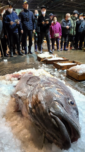 14일 오전 부산공동어시장에서 전설의 심해어로 불리는 대형 돗돔 위판이 진행 중이다. 몸길이 175㎝, 무게 110㎏인 이 돗돔은 210만원에 낙찰됐다. 2020.11.14  부산공동어시장 제공