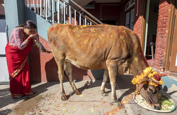 한 여성이 15일(현지시간) 네팔 카트만두에서 열린 티하르 축제 중 소 숭배의 날인 ‘Gai Puja’ 기간 동안 소의 꼬리를 씻은 물을 마시고 있다. 사람들은 부, 재산 및 번영의 힌두교 여신인 락슈미의 화신으로 여겨지는 소를 숭배하여 화환과 티카로 장식하고 음식을 바친다. 티하르 축제는 네팔 힌두교도들에게 두 번째로 중요한 행사다. EPA 연합뉴스
