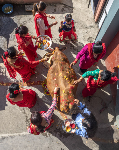한 가족이 15일(현지시간) 네팔 카트만두에서 열린 티하르 축제 중 소 숭배의 날인 ‘Gai Puja’ 기간 동안 소를 장식하고 있다. 사람들은 부, 재산 및 번영의 힌두교 여신인 락슈미의 화신으로 여겨지는 소를 숭배하여 화환과 티카로 장식하고 음식을 바친다. 티하르 축제는 네팔 힌두교도들에게 두 번째로 중요한 행사다. EPA 연합뉴스